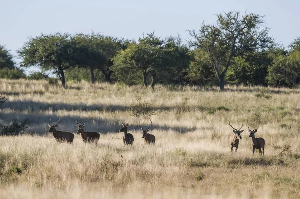 Rebanho Cervo Vermelho Pampa Argentina — Fotografia de Stock