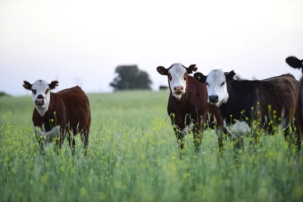 Bovini Nella Campagna Argentina Pampas Argentina — Foto Stock