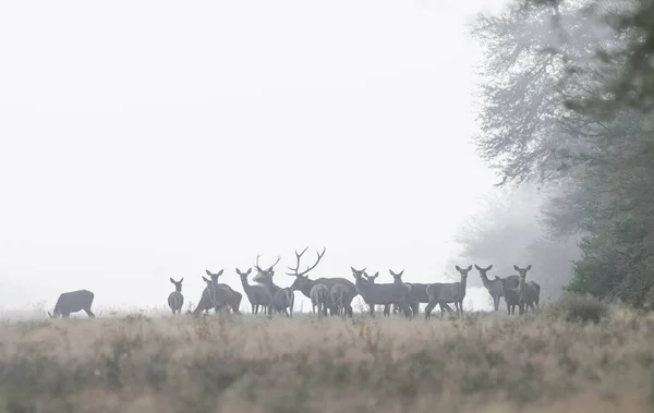 Red Deer Fog Argentina Parque Luro Nature Reserve — Stock Photo, Image