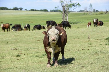 Bull moaning in Argentine countryside, La Pampa, Argentina clipart