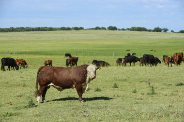 livestock breeding at countryside clipart