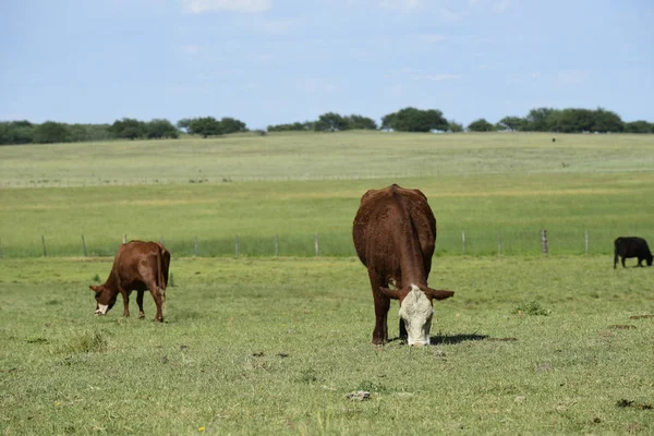 Ganado Campo Argentino Provincia Buenos Aires Argentin —  Fotos de Stock