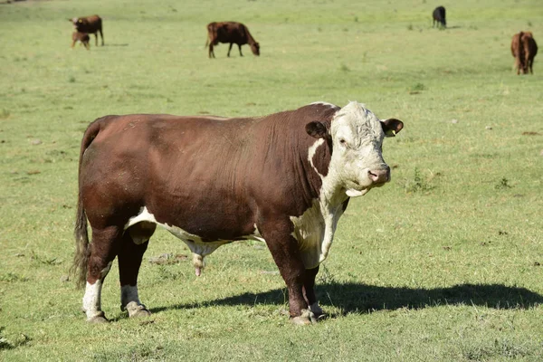 Bull Campo Argentino Provincia Buenos Aires Argentina —  Fotos de Stock