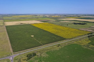Mısır ve ayçiçeği ekimi, Buenos Aires Eyaleti, Arjantin