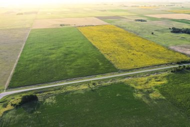 Mısır ve ayçiçeği ekimi, Buenos Aires Eyaleti, Arjantin