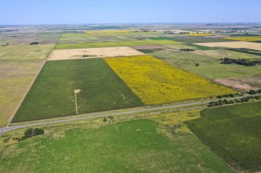 Mısır ve ayçiçeği ekimi, Buenos Aires Eyaleti, Arjantin