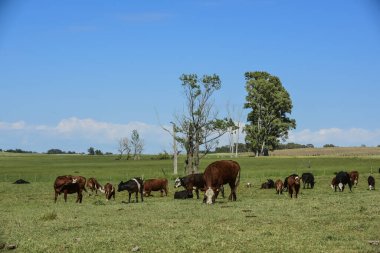 Arjantin kırsalında sığırlar, La Pampa Eyaleti, Arjantin.
