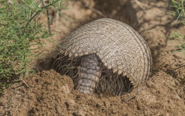 Armadillo yuvasını kazıyor, La Pampa, Patagonya, Arjantin.