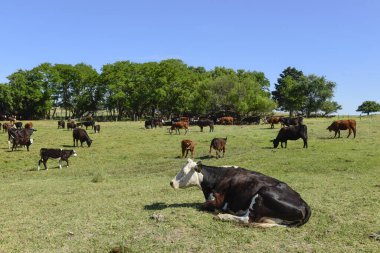Arjantin kırsalında sığırlar, Buenos Aires Eyaleti, Arjantin