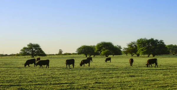 Gado Campo Argentino Província Pampa Argentina — Fotografia de Stock