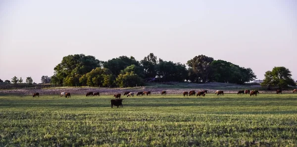 Nötkreatur Argentinsk Landsbygd Provinsen Pampa Argentina — Stockfoto