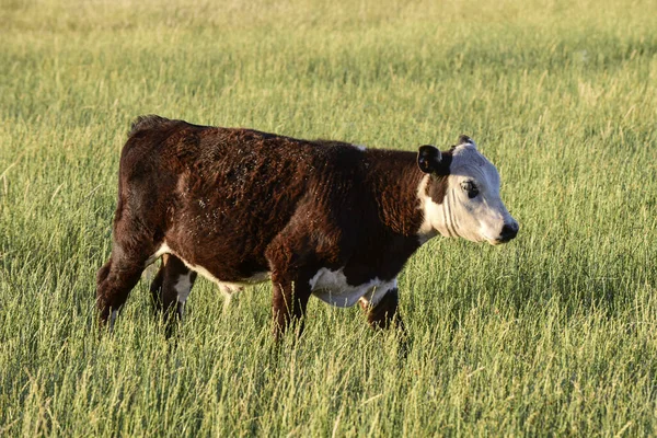 阿根廷La Pampa省阿根廷农村的牛 — 图库照片