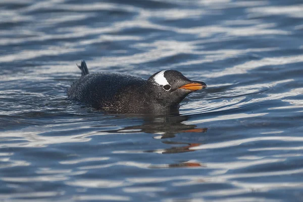 Gentoo Penguen Bir Antarktik Sahilinde Yüzüyor Neko Limanı Karınca — Stok fotoğraf