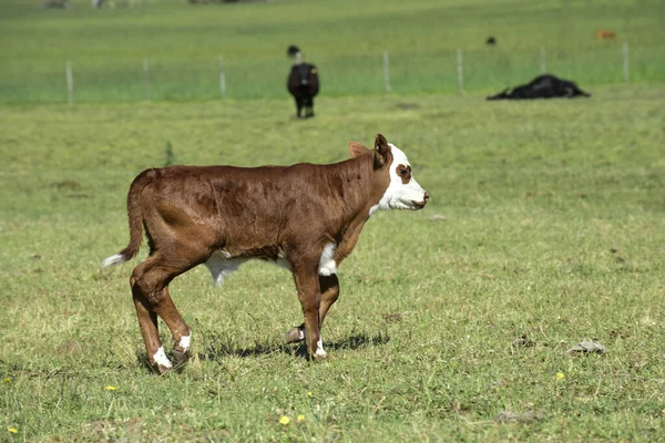 Βοοειδή Στην Ύπαιθρο Της Αργεντινής Επαρχία Pampa Αργεντινή — Φωτογραφία Αρχείου