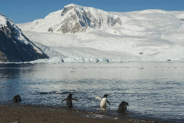 Gentoo Pingviinit Jäätiköllä Taustalla Nekon Satama — kuvapankkivalokuva