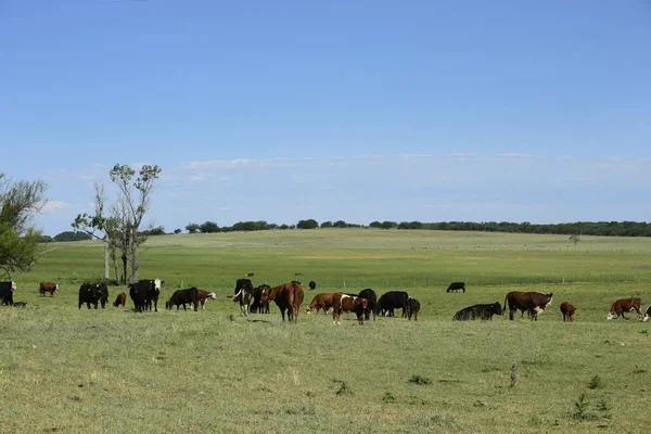 Cattle Argentine Countryside Buenos Aires Province Argentine — Stock Photo, Image