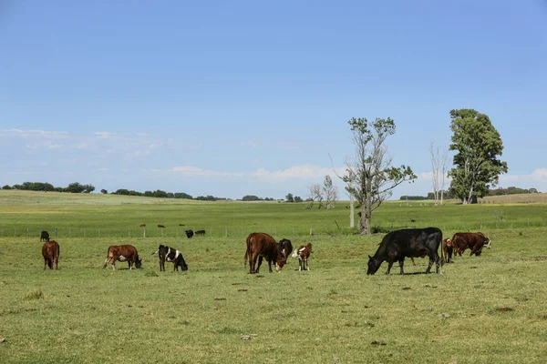 Rinder Auf Dem Land Provinz Buenos Aires Argentinien — Stockfoto