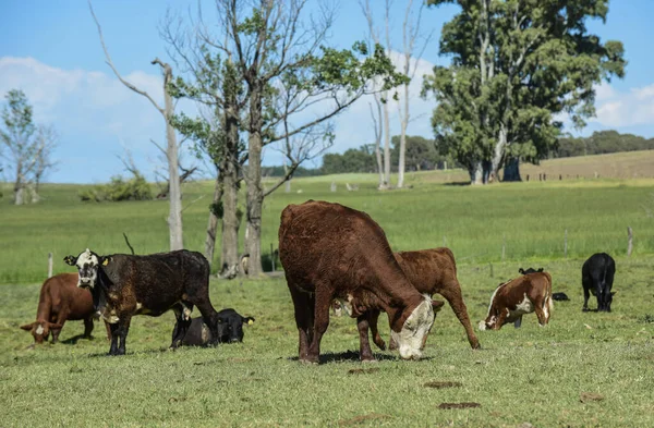 Rinder Auf Dem Land Provinz Buenos Aires Argentinien — Stockfoto