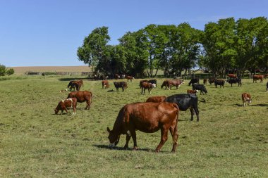 Arjantin kırsalında sığırlar, Buenos Aires Eyaleti, Arjantin