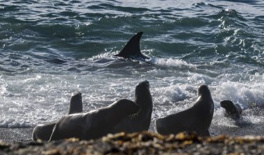 Patagonya sahillerinde katil balina avlayan deniz aslanları, Patagonya