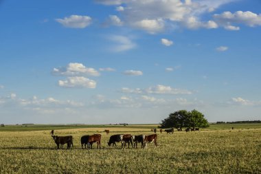 Arjantin kırsalında sığırlar, Buenos Aires Eyaleti, Arjantin