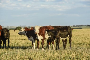Arjantin kırsalında sığırlar, Buenos Aires Eyaleti, Arjantin