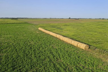 Buenos Aires Eyaleti, Argenti kırsalında bir çim fırtınası