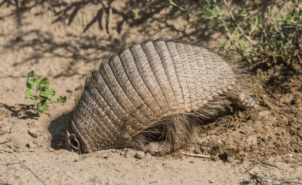 Armadillo Cavó Madriguera Pampa Patagonia Argentina — Foto de Stock