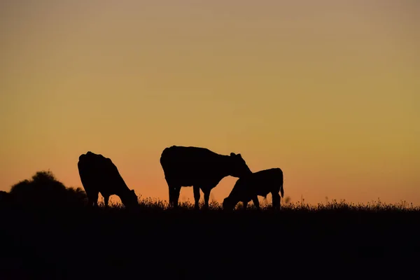 Коровы Пасутся Закате Провинция Буэнос Айрес Аргентина — стоковое фото