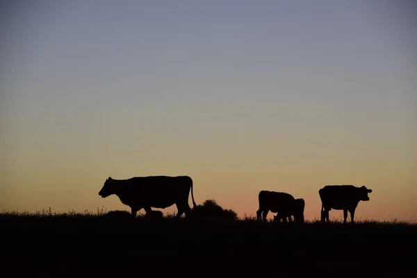 Vacas Pastando Pôr Sol Província Buenos Aires Argentina — Fotografia de Stock