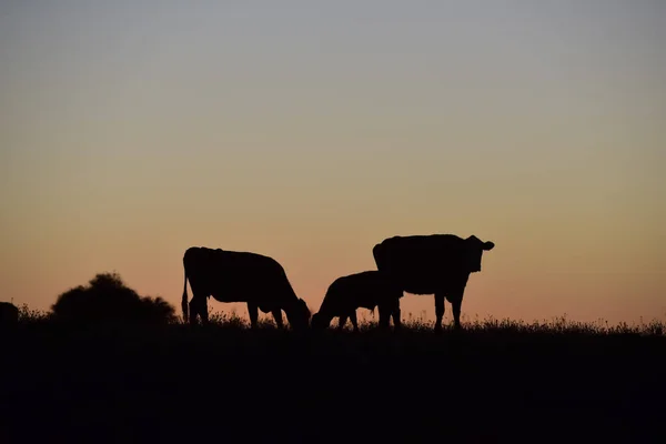 Vacas Pastando Atardecer Provincia Buenos Aires Argentina —  Fotos de Stock