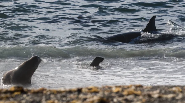 Killer whale hunting sea lions on the Patagonian coast, Patagonia