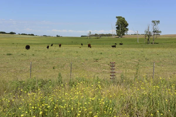 Cattle Argentine Countryside Buenos Aires Province — Stock Photo, Image