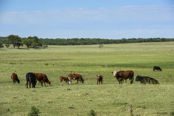 Bovins Dans Campagne Argentine Province Buenos Aires — Photo