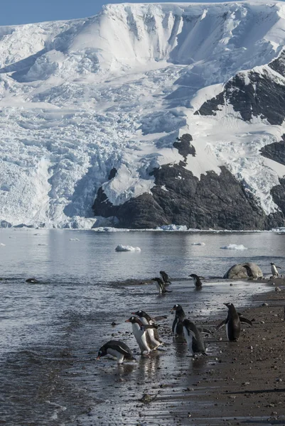 Gentoo Penguins Glacier Background Neko Harbour — Photo