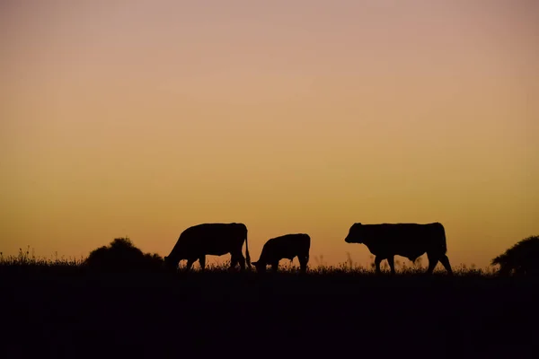 Koeien Grazen Bij Zonsondergang Provincie Buenos Aires Argentinië — Stockfoto