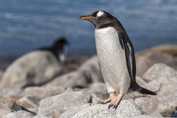 Pinguim Gentoo Uma Praia Antártica Porto Neko Antártica — Fotografia de Stock