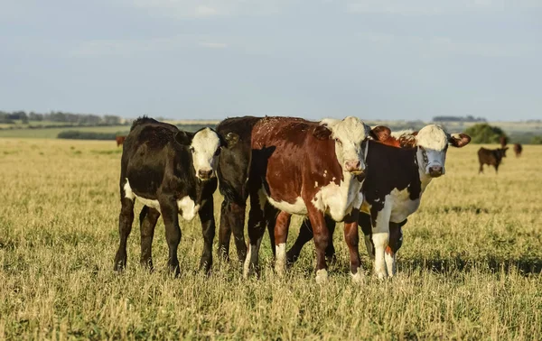 Cattle Argentine Countryside Buenos Aires Province Argentine — Stock Photo, Image