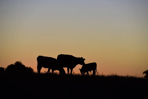 Krávy Pasoucí Při Západu Slunce Provincie Buenos Aires Argentina — Stock fotografie