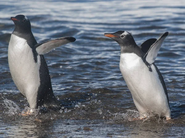 Gentoo Penguin Una Playa Antártica Neko Port Antártica —  Fotos de Stock