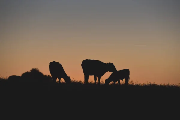 Коровы Пасутся Закате Провинция Буэнос Айрес Аргентина — стоковое фото