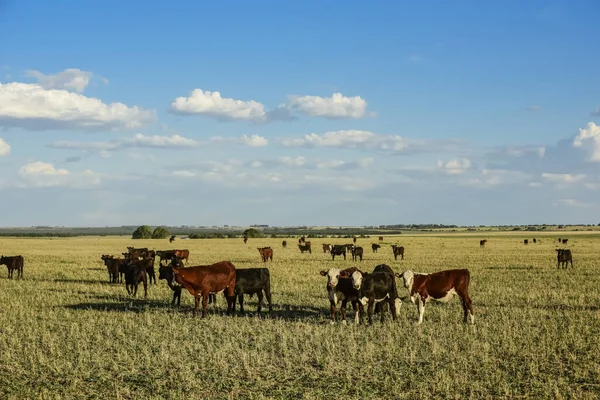 Cattle Argentine Countryside Buenos Aires Province Argentine — Stock Photo, Image