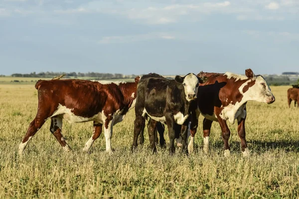 Cattle Argentine Countryside Buenos Aires Province Argentina — Stock Photo, Image