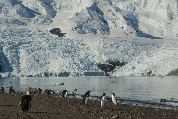 Gentoo Penguins Med Glaciär Bakgrunden Neko Hamn — Stockfoto