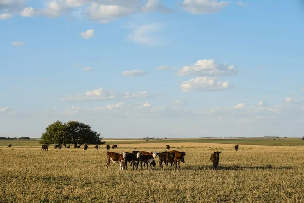 Bovini Nella Campagna Argentina Provincia Buenos Aires Argentina — Foto Stock