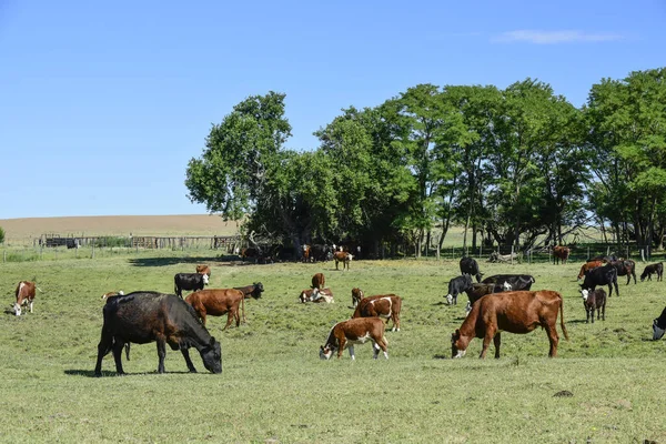 布宜诺斯艾利斯省阿根廷农村的牛 — 图库照片