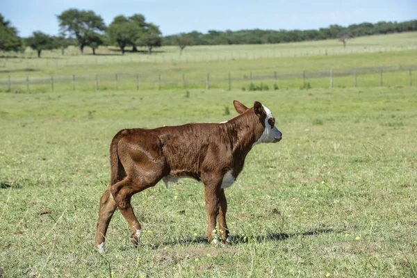 Veau Vache Dans Campagne Argentine Province Buenos Aires — Photo
