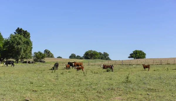 Bovino Campo Argentino Provincia Pampa Argentina —  Fotos de Stock