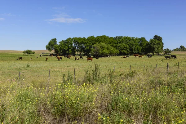 Bovino Campo Argentino Provincia Pampa Argentina —  Fotos de Stock