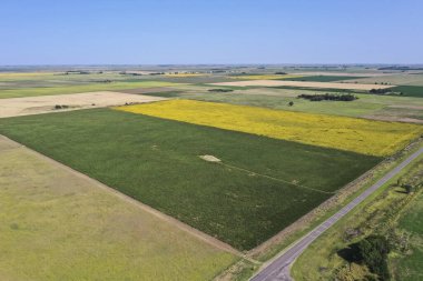 Mısır ve ayçiçeği ekimi, Buenos Aires Eyaleti, Arjantin